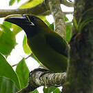 Toucanet émeraude