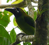 Toucanet émeraude