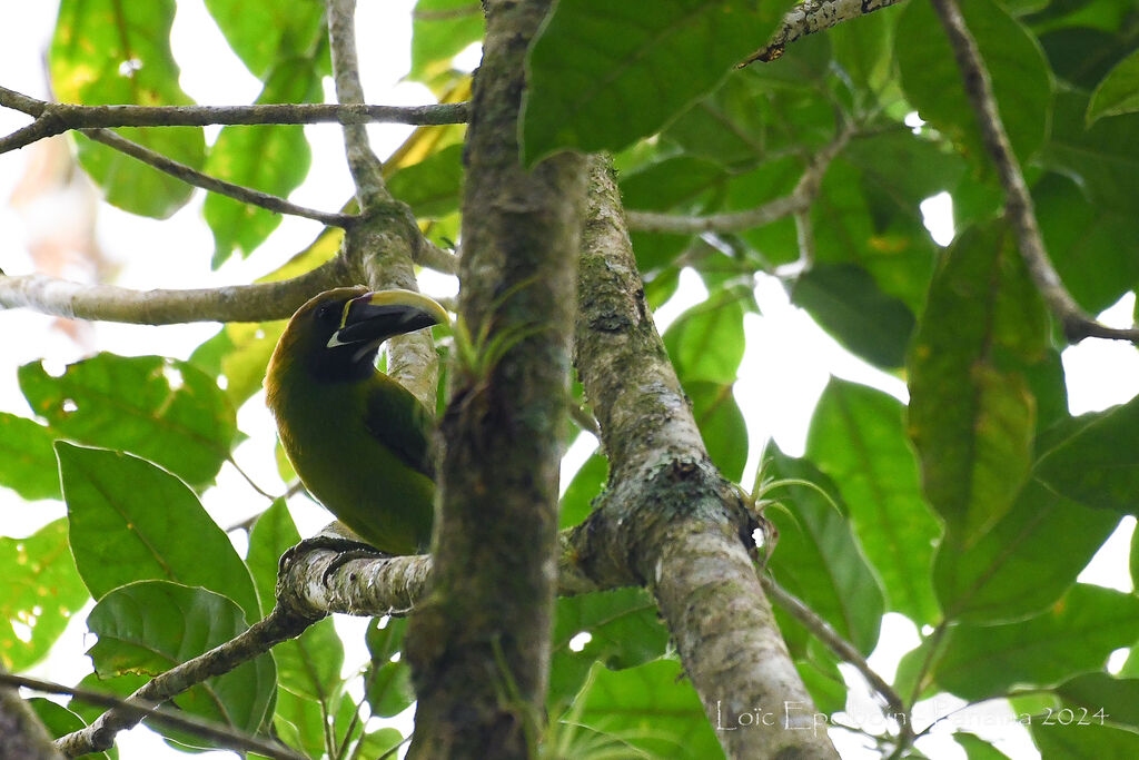 Toucanet émeraude