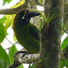 Toucanet émeraude
