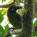 Toucanet émeraude
