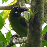 Toucanet émeraude