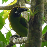 Toucanet émeraude