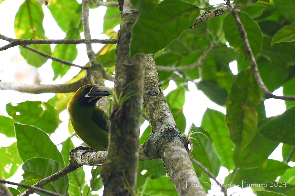 Toucanet émeraude