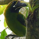 Toucanet émeraude