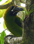 Toucanet émeraude