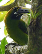 Toucanet émeraude