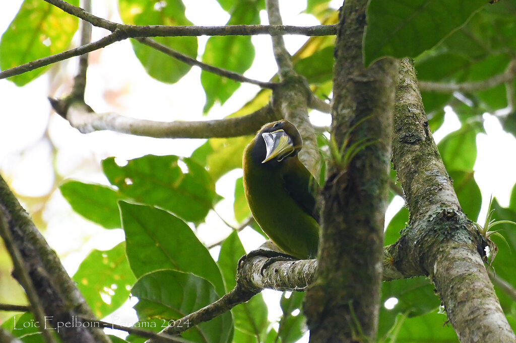 Emerald Toucanet