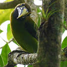 Toucanet émeraude