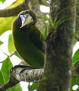 Toucanet émeraude