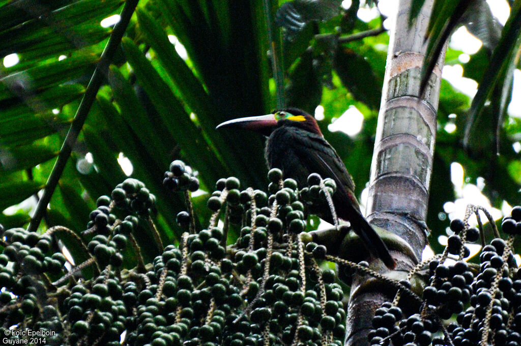 Guianan Toucanet