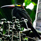 Toucanet koulik