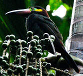 Toucanet koulik