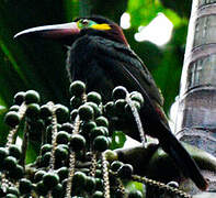 Guianan Toucanet