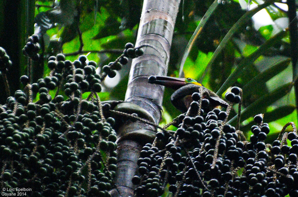 Guianan Toucanet