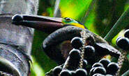 Toucanet koulik