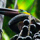 Toucanet koulik