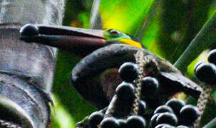 Guianan Toucanet