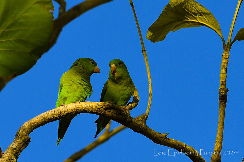 Orange-chinned Parakeet
