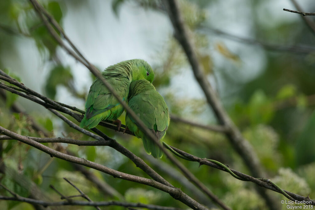 Green-rumped Parrotlet