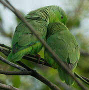 Green-rumped Parrotlet