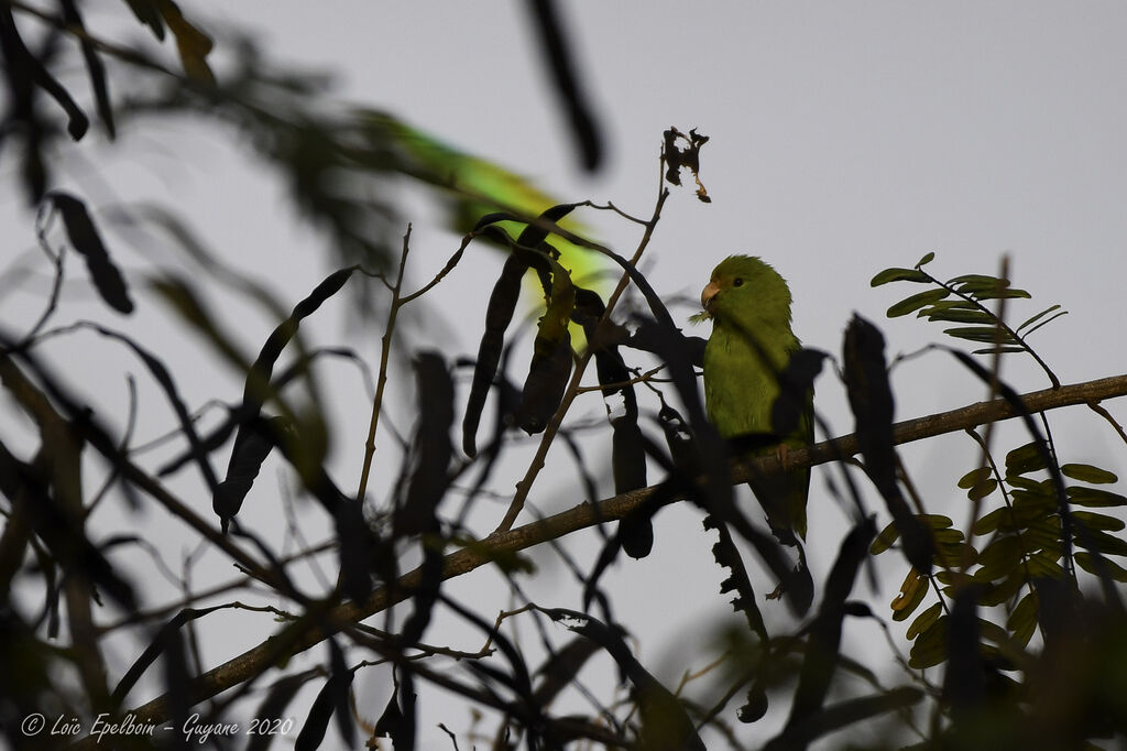 Green-rumped Parrotlet