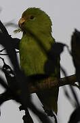 Green-rumped Parrotlet