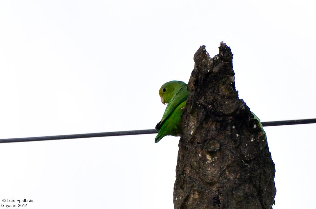 Green-rumped Parrotlet