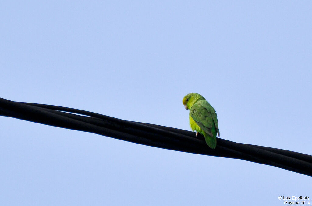 Green-rumped Parrotlet