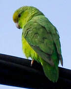 Green-rumped Parrotlet