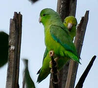 Green-rumped Parrotlet