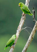 Green-rumped Parrotlet