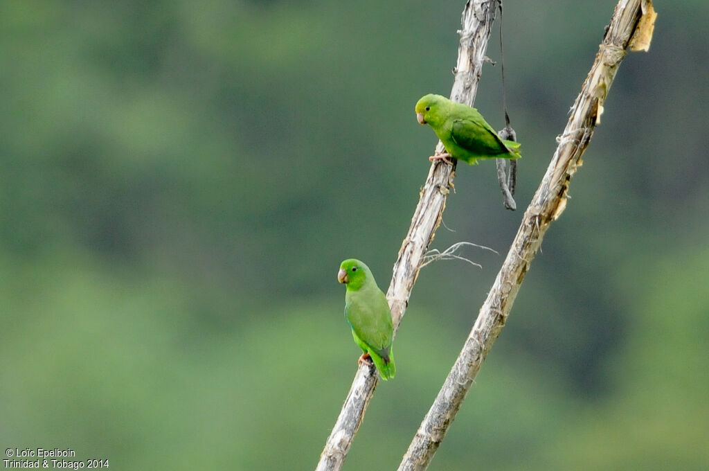 Green-rumped Parrotlet