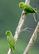 Green-rumped Parrotlet