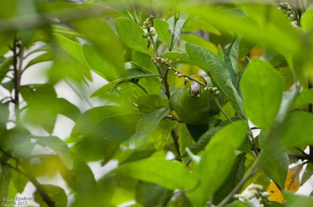 Green-rumped Parrotlet