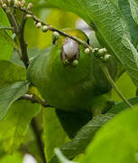 Green-rumped Parrotlet