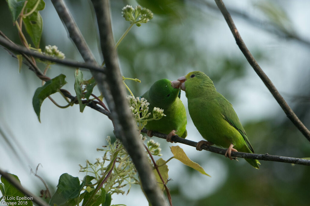 Green-rumped Parrotlet