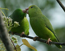 Green-rumped Parrotlet