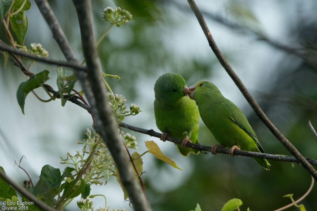 Green-rumped Parrotlet