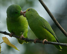 Green-rumped Parrotlet