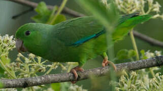 Green-rumped Parrotlet