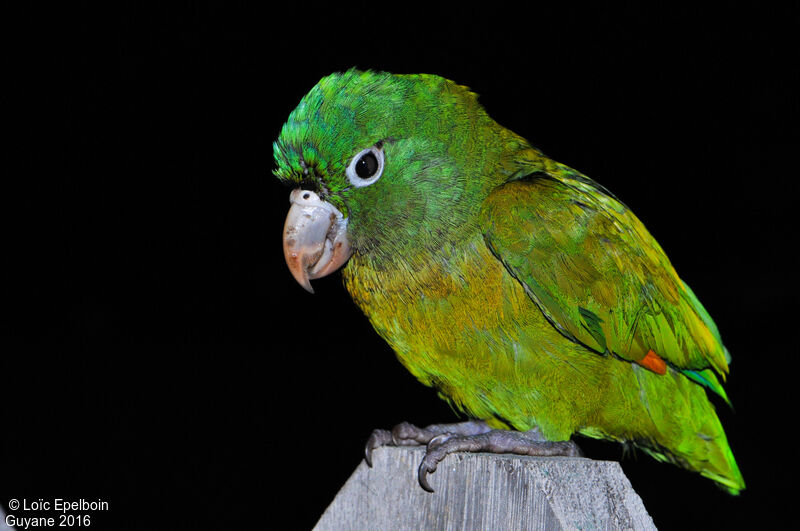 Golden-winged Parakeet