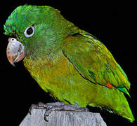 Golden-winged Parakeet