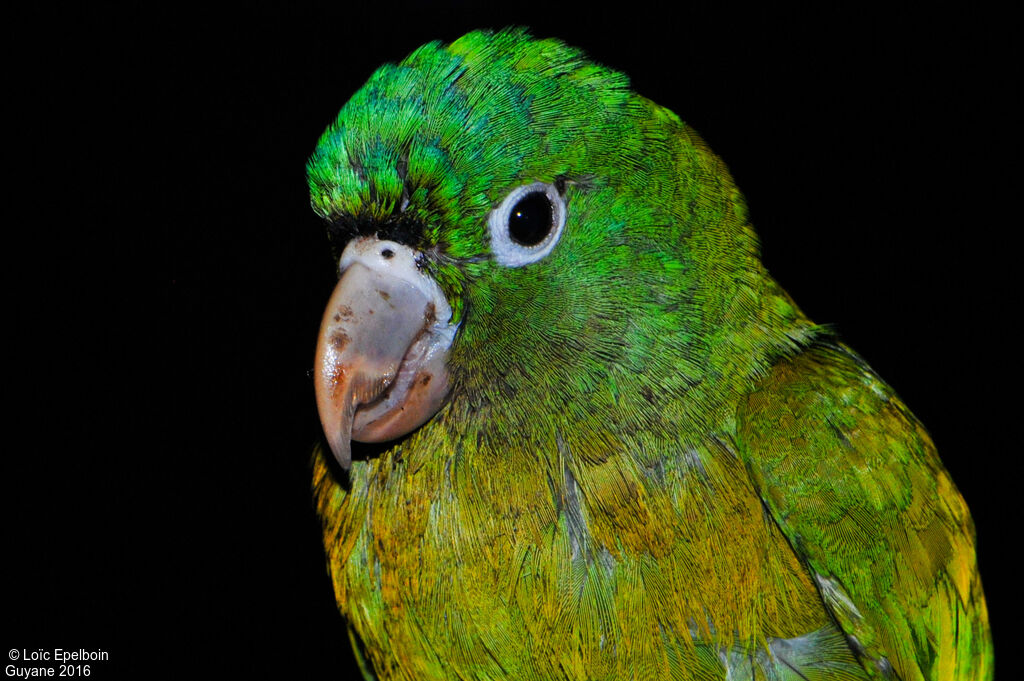 Golden-winged Parakeet