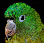 Golden-winged Parakeet