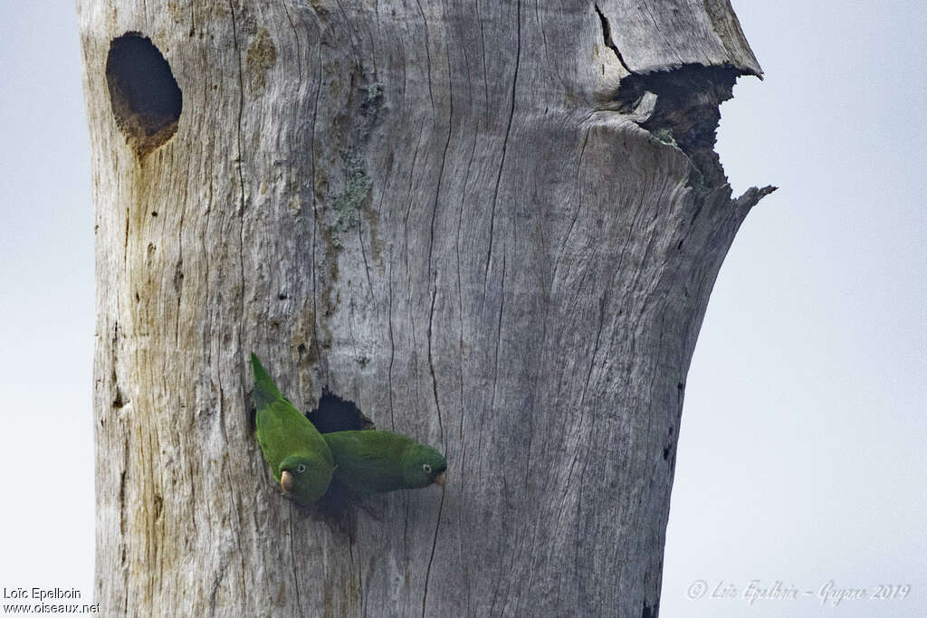 Golden-winged Parakeetadult, Reproduction-nesting