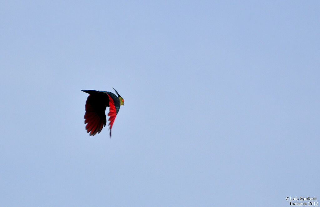 Schalow's Turaco