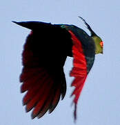 Schalow's Turaco