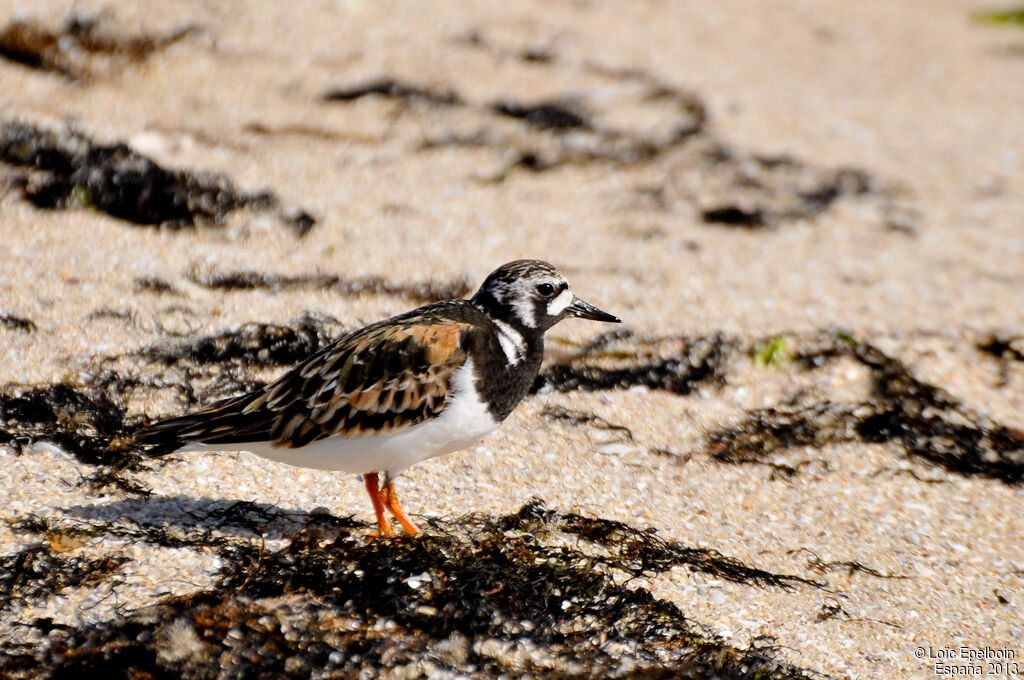 Ruddy Turnstone