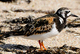 Ruddy Turnstone